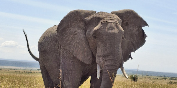 Olifant - Trans Mara Kenia Olifant - Trans Mara Kenia