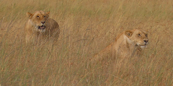Kenia | Mindervalide reizen | Prive safari reizen | Leeuwinnen op jacht - Masai Mara Kenia - juli 2024 | OnsKenia Kenia | Mindervalide reizen | Prive safari reizen | Leeuwinnen op jacht - Masai Mara Kenia - juli 2024 | OnsKenia