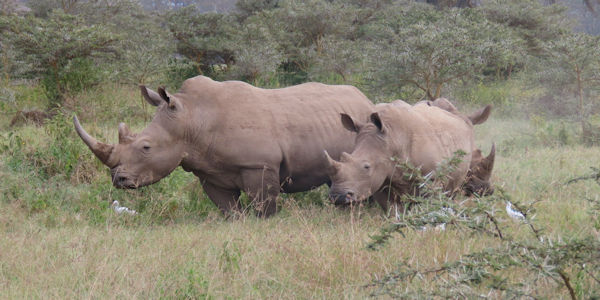 Kenia | Mindervalide reizen | Prive safari reizen | Neushoorns - Lake Nakuru nationaal park - juli 2024 | OnsKenia Kenia | Mindervalide reizen | Prive safari reizen | Neushoorns - Lake Nakuru nationaal park - juli 2024 | OnsKenia