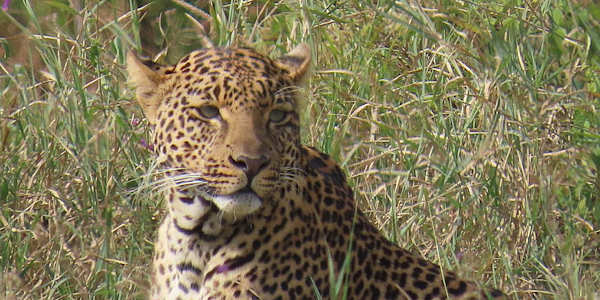Kenia | Mindervalide reizen | Prive safari reizen | Luipaard - Masai Mara Kenia - juli 2024 | OnsKenia Kenia | Mindervalide reizen | Prive safari reizen | Luipaard - Masai Mara Kenia - juli 2024 | OnsKenia