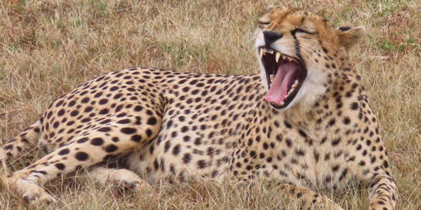 Kenia | Mindervalide reizen | Prive safari reizen | Jachtluipaard - Masai Mara - juli 2024 | OnsKenia Kenia | Mindervalide reizen | Prive safari reizen | Jachtluipaard - Masai Mara - juli 2024 | OnsKenia