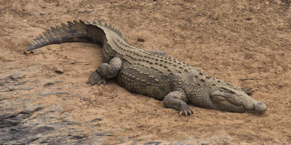 Kenia | Mindervalide reizen | Prive safari reizen | Krokodil oevers Mara rivier - juli 2024 | OnsKenia Kenia | Mindervalide reizen | Prive safari reizen | Krokodil oevers Mara rivier - juli 2024 | OnsKenia