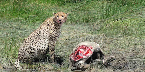 Tanzania | Prive safari reizen | Safari en Strand | Reiservaring reiziger - februari 2015 | OnsKenia Tanzania | Prive safari reizen | Safari en Strand | Reiservaring reiziger - februari 2015 | OnsKenia