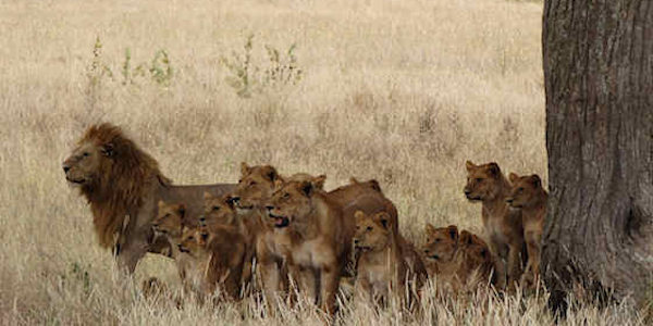 Tanzania | Prive safari reizen | Safari en Strand | Reiservaring reiziger - februari 2015 | OnsKenia Tanzania | Prive safari reizen | Safari en Strand | Reiservaring reiziger - februari 2015 | OnsKenia