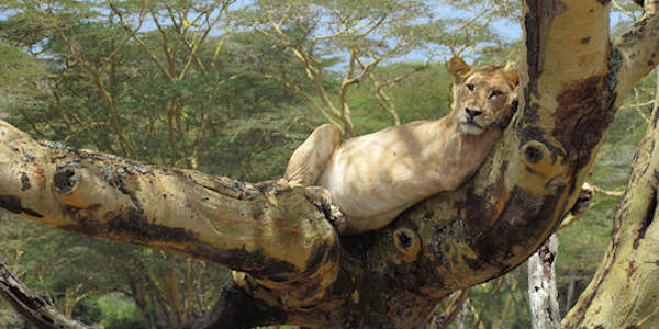 Kenia | Prive safari reizen | Safari en Strand | Reiservaring reiziger - september 2014 | OnsKenia Kenia | Prive safari reizen | Safari en Strand | Reiservaring reiziger - september 2014 | OnsKenia