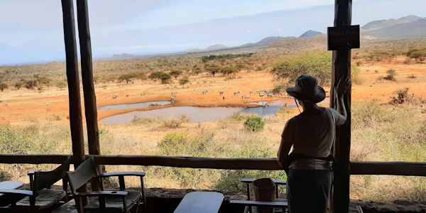 Kenia | Familie reizen | Prive safari reizen | Safari en Strand | Drinkwaterplaats Kilaguni Lodge - Tsavo West - augustus 2022 | OnsKenia Kenia | Familie reizen | Prive safari reizen | Safari en Strand | Drinkwaterplaats Kilaguni Lodge - Tsavo West - augustus 2022 | OnsKenia