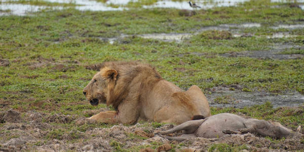 Kenia | Familie reizen | Prive safari reizen | Safari en Strand | Leeuw met wrattenzwijn - Amboseli NP - augustus 2022 | OnsKenia Kenia | Familie reizen | Prive safari reizen | Safari en Strand | Leeuw met wrattenzwijn - Amboseli NP - augustus 2022 | OnsKenia