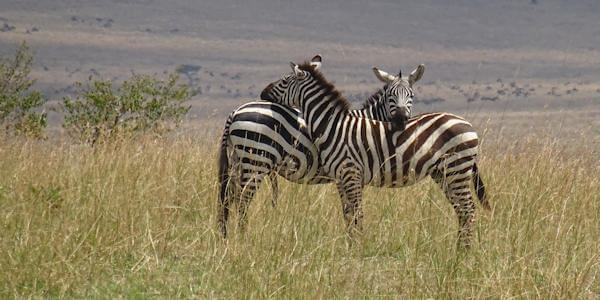Kenia | Familie reizen | Prive safari reizen | Safari en Strand | Masai Mara - Zebra paar - augustus 2022 | OnsKenia Kenia | Familie reizen | Prive safari reizen | Safari en Strand | Masai Mara - Zebra paar - augustus 2022 | OnsKenia