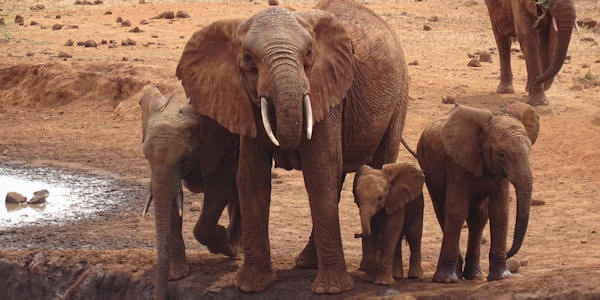 Kenia | Familie reizen | Prive safari reizen | Safari en Strand | Tsavo Oost - Olifanten bij de drinkwaterplaats Ngutuni - augustus 2022 | OnsKenia Kenia | Familie reizen | Prive safari reizen | Safari en Strand | Tsavo Oost - Olifanten bij de drinkwaterplaats Ngutuni - augustus 2022 | OnsKenia