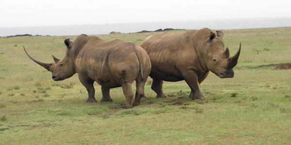 Kenia | Prive safari reizen |  Reiservaring reiziger - december 2014 | OnsKenia