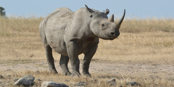 Kenia | Familie reizen | Safari en Strand | Reiservaring reiziger - juli 2018 | OnsKenia Kenia | Familie reizen | Safari en Strand | Reiservaring reiziger - juli 2018 | OnsKenia