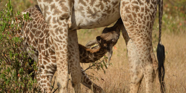 Kenia | Familie reizen | Safari en Strand | Reiservaring reiziger - juli 2018 | OnsKenia Kenia | Familie reizen | Safari en Strand | Reiservaring reiziger - juli 2018 | OnsKenia