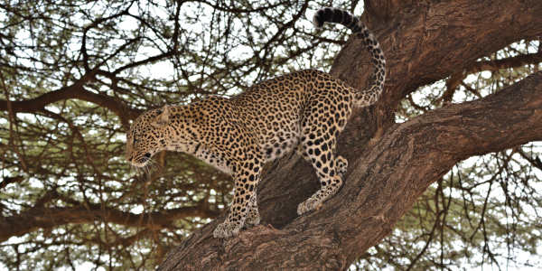 Kenia | Familie reizen | Safari en Strand | Reiservaring reiziger - juli 2018 | OnsKenia Kenia | Familie reizen | Safari en Strand | Reiservaring reiziger - juli 2018 | OnsKenia