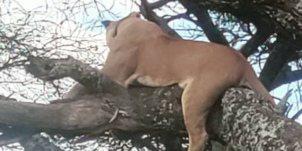 Tanzania | Mindervalide reizen | Prive safari reizen | Boom klimmende leeuwin Manyara nationaal park - januari 2023 | OnsKenia Tanzania | Mindervalide reizen | Prive safari reizen | Boom klimmende leeuwin Manyara nationaal park - januari 2023 | OnsKenia