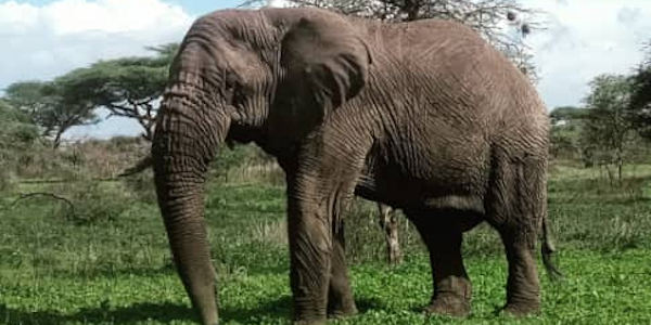 Tanzania | Mindervalide reizen | Prive safari reizen | Olifant Serengeti nationaal park - januari 2023 | OnsKenia Tanzania | Mindervalide reizen | Prive safari reizen | Olifant Serengeti nationaal park - januari 2023 | OnsKenia