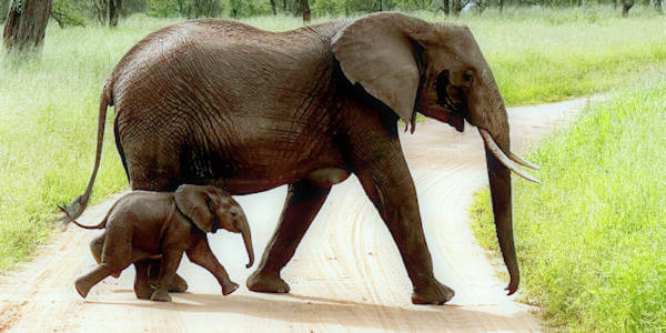 Olifant met kalf in Tarangire nationaal park Olifant met kalf in Tarangire nationaal park