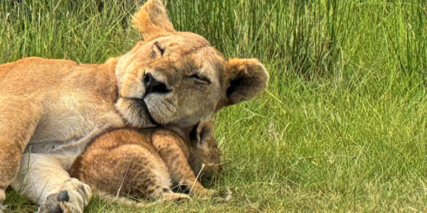 Tanzania | Prive safari reizen | Waakzame leeuwin met welp - januari 2024 | OnsKenia Tanzania | Prive safari reizen | Waakzame leeuwin met welp - januari 2024 | OnsKenia