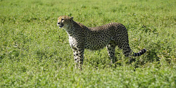 Tanzania | Prive safari reizen | Jachtluipaard Masai Mara - januari 2024 | OnsKenia Tanzania | Prive safari reizen | Jachtluipaard Masai Mara - januari 2024 | OnsKenia