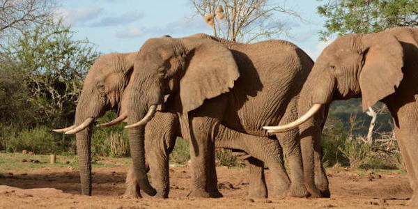 Kenia | Prive safari reizen |  Reiservaring reiziger - oktober 2014 | OnsKenia