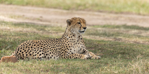 Kenia | Safari en Strand | Jachtluipaard gespot in de Masai Mara - maart 2023 | OnsKenia Kenia | Safari en Strand | Jachtluipaard gespot in de Masai Mara - maart 2023 | OnsKenia