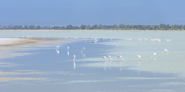 Kenia | Safari en Strand | Lake Amboseli ooievaren - maart 2023 | OnsKenia Kenia | Safari en Strand | Lake Amboseli ooievaren - maart 2023 | OnsKenia