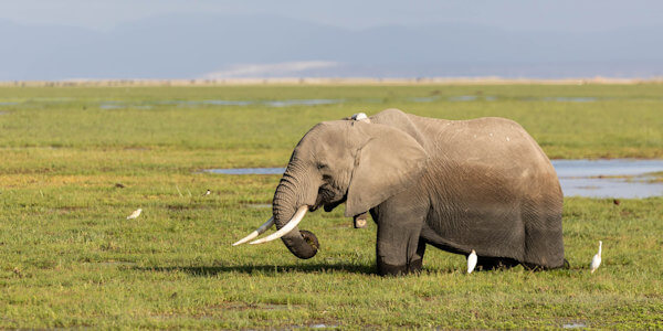 Kenia | Safari en Strand | Amboseli moerassen Ol Tukai - maart 2023 | OnsKenia Kenia | Safari en Strand | Amboseli moerassen Ol Tukai - maart 2023 | OnsKenia