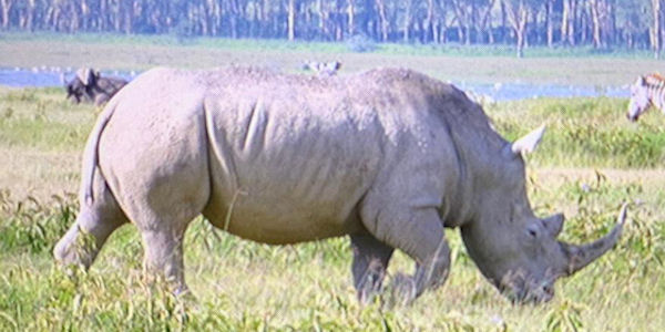 Kenia | Familie reizen | Safari en Strand | Reiservaring reiziger - juli 2019 | OnsKenia Kenia | Familie reizen | Safari en Strand | Reiservaring reiziger - juli 2019 | OnsKenia