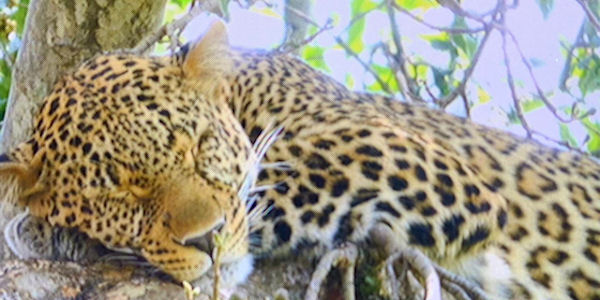Kenia | Familie reizen | Safari en Strand | Reiservaring reiziger - juli 2019 | OnsKenia Kenia | Familie reizen | Safari en Strand | Reiservaring reiziger - juli 2019 | OnsKenia