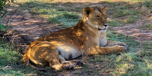 Leeuwin in de Masai Mara in Kenia Leeuwin in de Masai Mara in Kenia