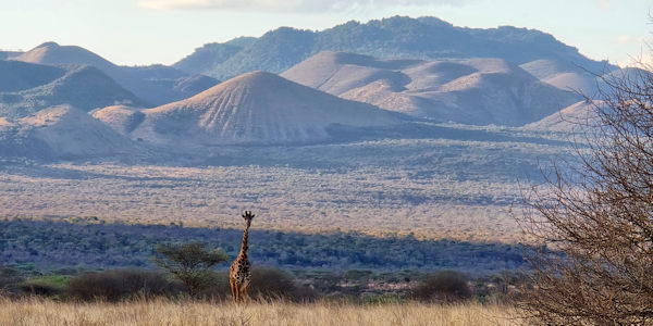 Kenia | Prive safari reizen | Safari en Strand | Chyulu Hills richting Amboseli nationaal park in Kenia - oktober 2025 | OnsKenia Kenia | Prive safari reizen | Safari en Strand | Chyulu Hills richting Amboseli nationaal park in Kenia - oktober 2025 | OnsKenia