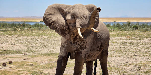 Kenia | Prive safari reizen | Safari en Strand | Olifant bij Lake Amboseli in Amboseli nationaal park in Kenia - oktober 2025 | OnsKenia Kenia | Prive safari reizen | Safari en Strand | Olifant bij Lake Amboseli in Amboseli nationaal park in Kenia - oktober 2025 | OnsKenia