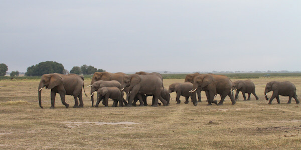 Kenia | Tanzania | Combinatie reizen | Familie reizen | Reiservaring reiziger - april 2015 | OnsKenia Kenia | Tanzania | Combinatie reizen | Familie reizen | Reiservaring reiziger - april 2015 | OnsKenia