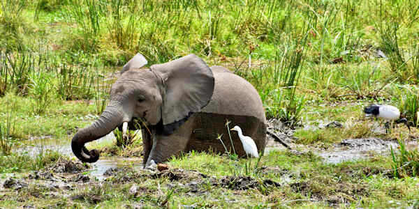Kenia | Familie reizen | Safari en Strand | Amboseli - Ol Tukai moeras - Kenia - juli 2023 | OnsKenia Kenia | Familie reizen | Safari en Strand | Amboseli - Ol Tukai moeras - Kenia - juli 2023 | OnsKenia