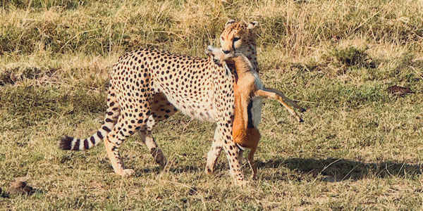 Kenia | Prive safari reizen | Jachtluipaard - Masai Mara - augustus 2025 | OnsKenia Kenia | Prive safari reizen | Jachtluipaard - Masai Mara - augustus 2025 | OnsKenia