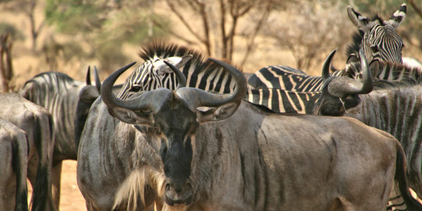 Tanzania | Familie reizen | Prive safari reizen | Reiservaring reiziger - juli 2017 | OnsKenia Tanzania | Familie reizen | Prive safari reizen | Reiservaring reiziger - juli 2017 | OnsKenia