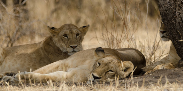 Tanzania | Familie reizen | Prive safari reizen | Reiservaring reiziger - juli 2017 | OnsKenia Tanzania | Familie reizen | Prive safari reizen | Reiservaring reiziger - juli 2017 | OnsKenia