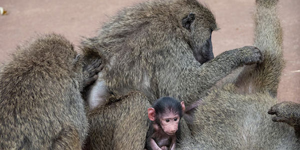 Tanzania | Mindervalide reizen | Reiservaring reiziger - juli 2018 | OnsKenia Tanzania | Mindervalide reizen | Reiservaring reiziger - juli 2018 | OnsKenia