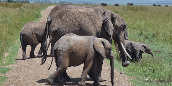 Masai Mara olifantenkudde januari 2025 Masai Mara olifantenkudde januari 2025