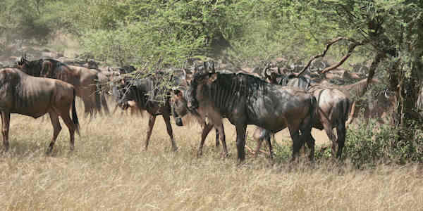 Tanzania Serengeti Gnoes Tanzania Serengeti Gnoes
