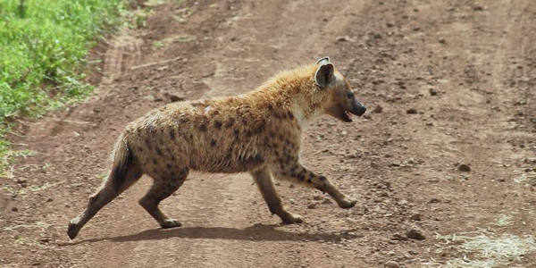 Tanzania | Familie reizen | Prive safari reizen | Safari en Strand | Tanzania Ngorongoro Hyena - juli 2023 | OnsKenia Tanzania | Familie reizen | Prive safari reizen | Safari en Strand | Tanzania Ngorongoro Hyena - juli 2023 | OnsKenia