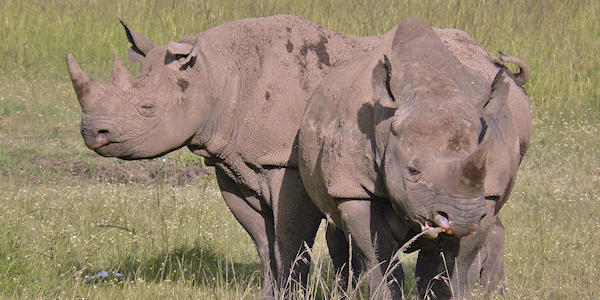 Kenia | Prive safari reizen | Reiservaring reiziger - maart 2017 | OnsKenia Kenia | Prive safari reizen | Reiservaring reiziger - maart 2017 | OnsKenia