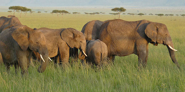 Kenia | Prive safari reizen | Reiservaring reiziger - maart 2017 | OnsKenia Kenia | Prive safari reizen | Reiservaring reiziger - maart 2017 | OnsKenia