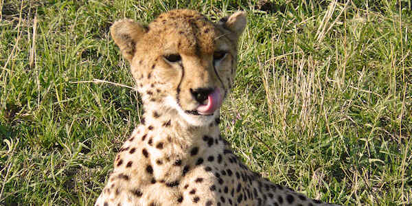 Kenia | Prive safari reizen | Reiservaring reiziger - maart 2017 | OnsKenia Kenia | Prive safari reizen | Reiservaring reiziger - maart 2017 | OnsKenia
