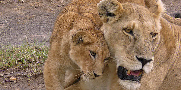 Kenia | Prive safari reizen | Reiservaring reiziger - maart 2017 | OnsKenia Kenia | Prive safari reizen | Reiservaring reiziger - maart 2017 | OnsKenia
