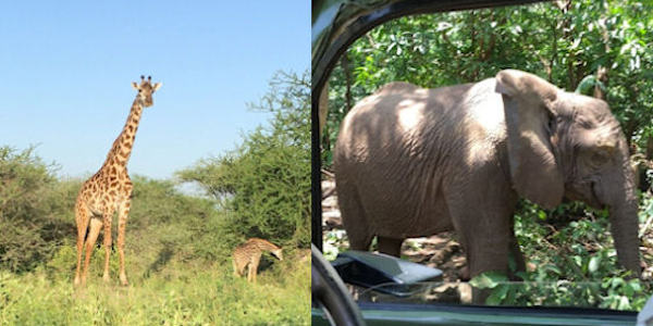 Kenia | Tanzania | Mindervalide reizen | Prive safari reizen | Reiservaring reiziger - februari 2016 | OnsKenia Kenia | Tanzania | Mindervalide reizen | Prive safari reizen | Reiservaring reiziger - februari 2016 | OnsKenia