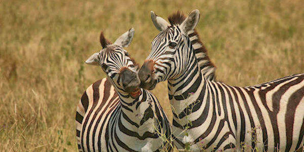 Kenia | Prive safari reizen | Reiservaring reiziger - november 2016 | OnsKenia Kenia | Prive safari reizen | Reiservaring reiziger - november 2016 | OnsKenia