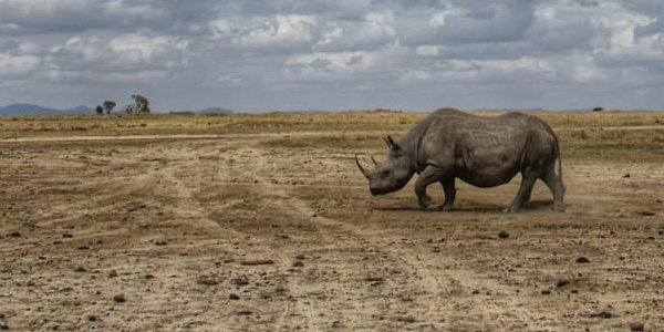 Kenia | Prive safari reizen | Safari en Strand | Neushoorn - Ol Pejeta reservaat Kenia - oktober 2022 | OnsKenia Kenia | Prive safari reizen | Safari en Strand | Neushoorn - Ol Pejeta reservaat Kenia - oktober 2022 | OnsKenia