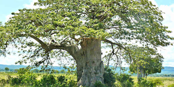 Tanzania | Prive safari reizen | Reiservaring reiziger - februari 2017 | OnsKenia Tanzania | Prive safari reizen | Reiservaring reiziger - februari 2017 | OnsKenia