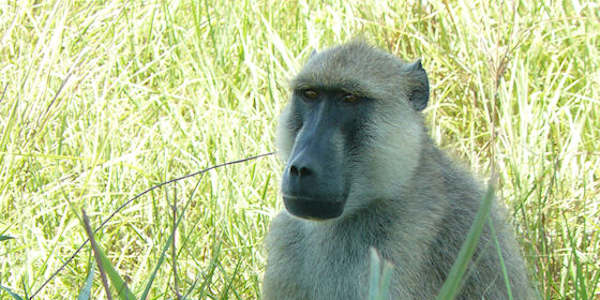 Tanzania | Prive safari reizen | Reiservaring reiziger - februari 2017 | OnsKenia Tanzania | Prive safari reizen | Reiservaring reiziger - februari 2017 | OnsKenia