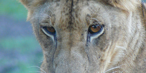 Tanzania | Prive safari reizen | Reiservaring reiziger - februari 2017 | OnsKenia Tanzania | Prive safari reizen | Reiservaring reiziger - februari 2017 | OnsKenia